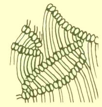 Drhání - vzor